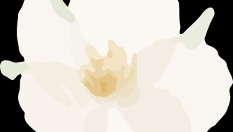 锦少“社”彩行 | 红领巾金融教育学院“小小志愿者·金融大讲堂”活动开始报名啦！