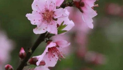 朗诵丨愿你幸福每一天