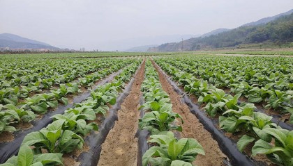 学用“千万工程”经验赋能乡村振兴